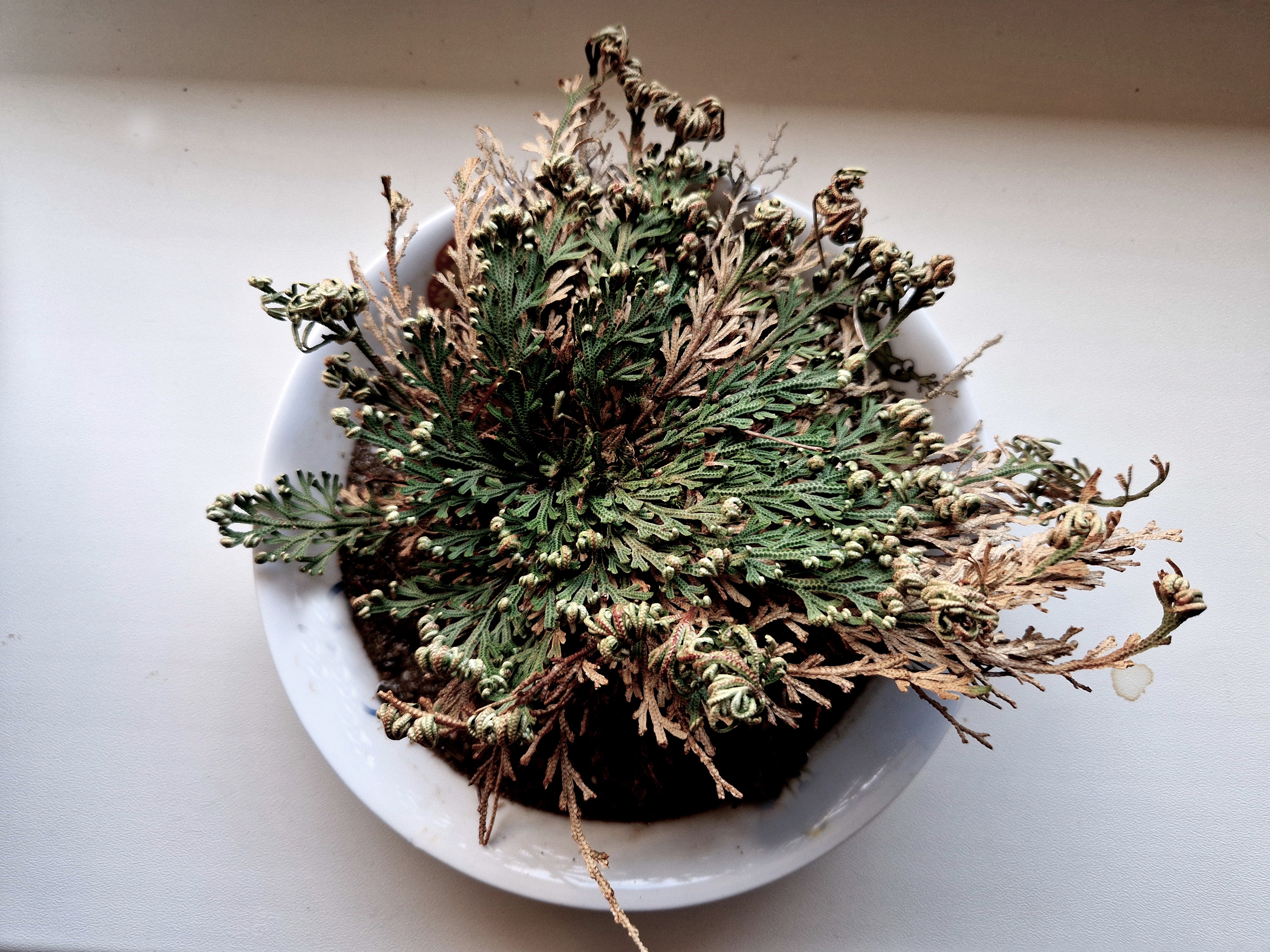 【D1様用】KOMATSU / Rose Of Jericho KOMATSU - Rose Of Jericho | HEAVY PSYCH SOUNDS Records