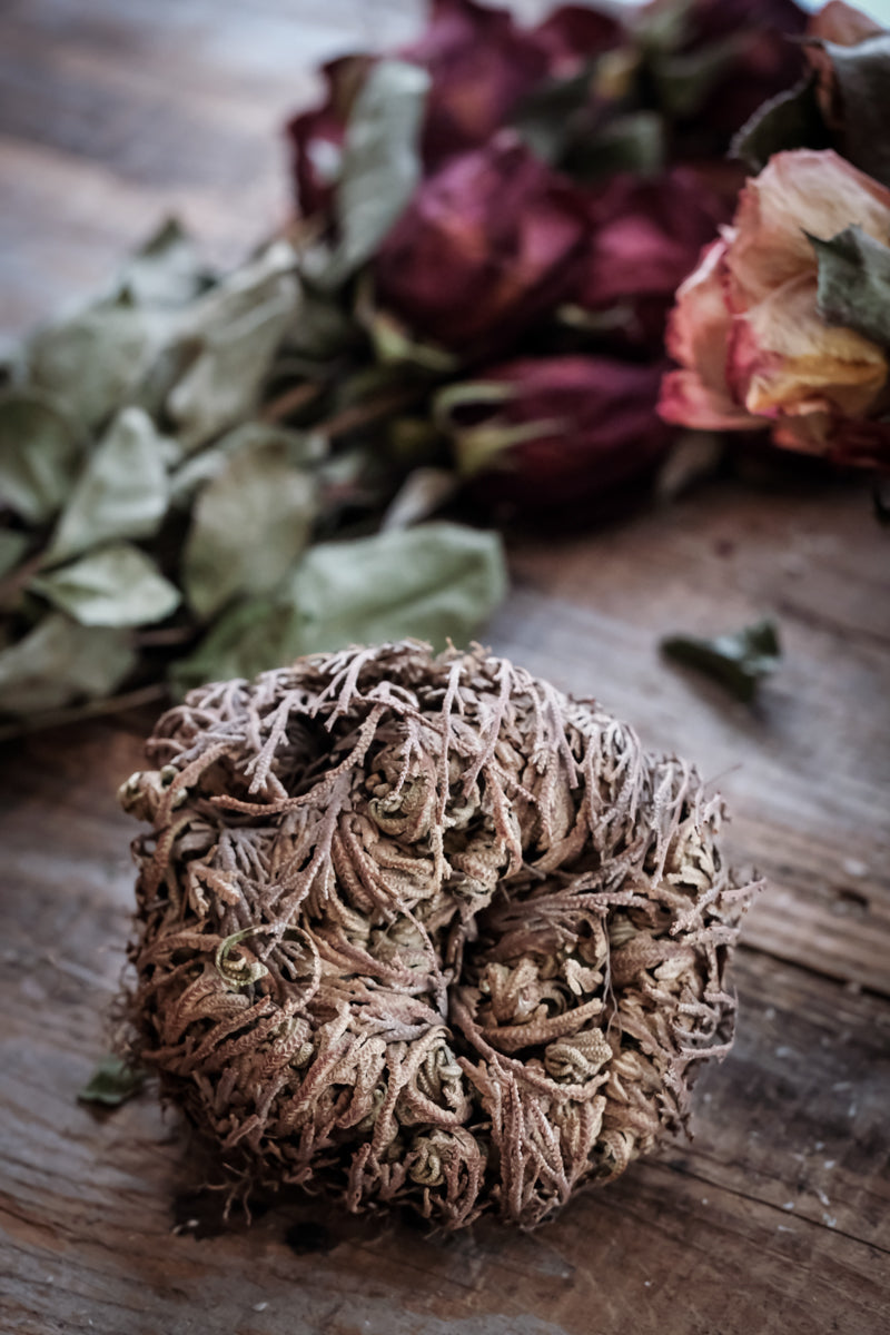 【D1様用】KOMATSU / Rose Of Jericho KOMATSU - Rose Of Jericho | HEAVY PSYCH SOUNDS Records