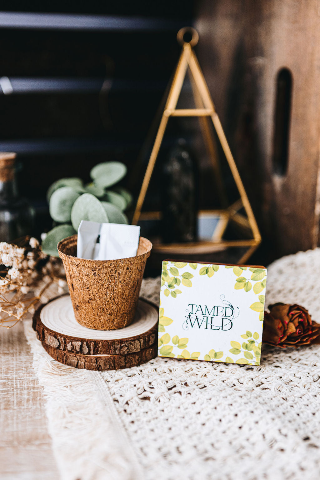 grow your own money tree kit Money Plant Kit
